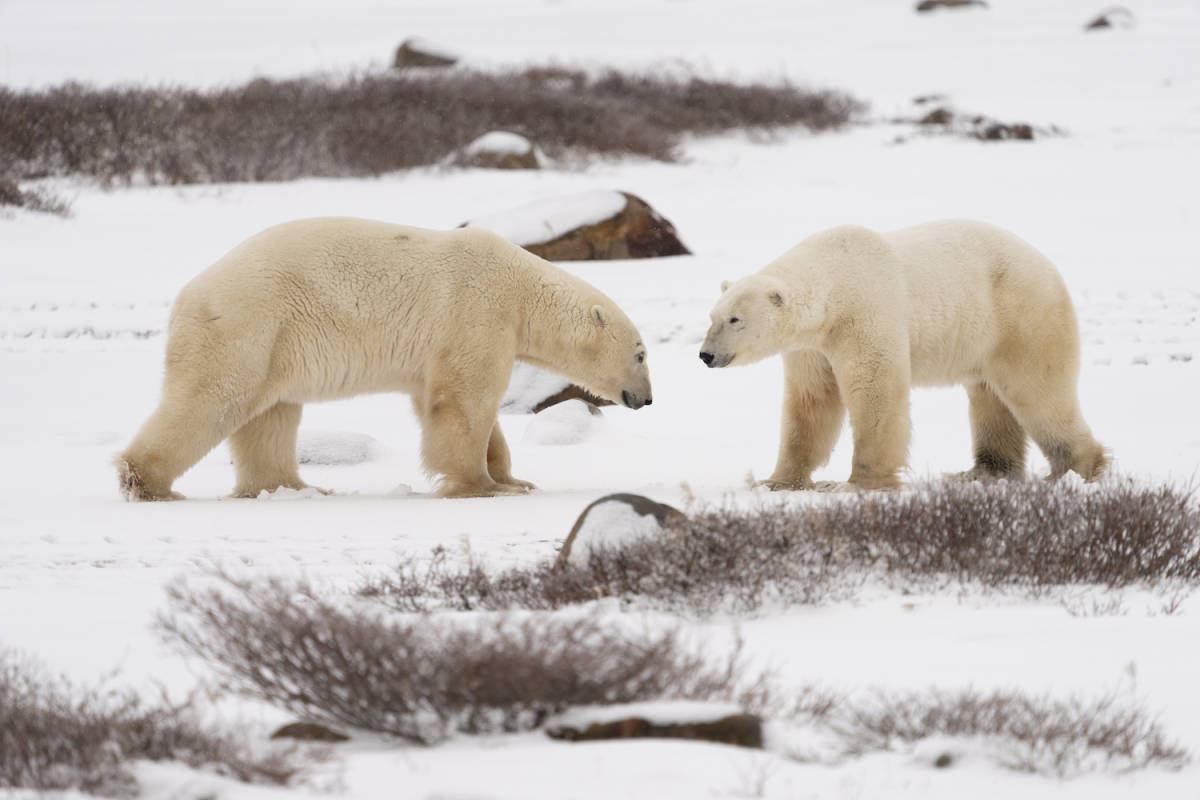 Two male polar bears facing each other
