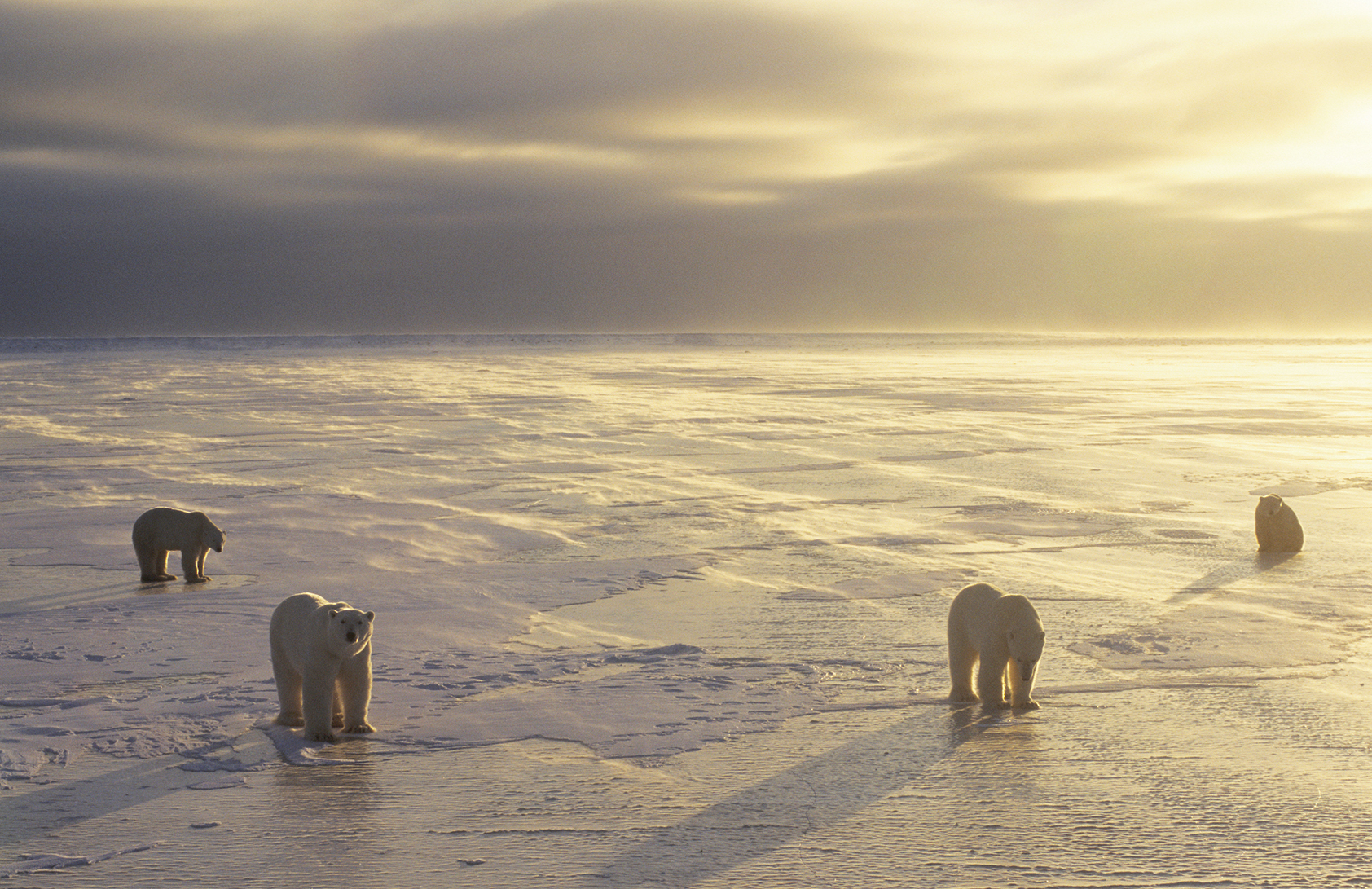 A group of four polar bears lit by the golden sun.