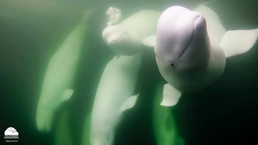 Underwater shot of beluga whales