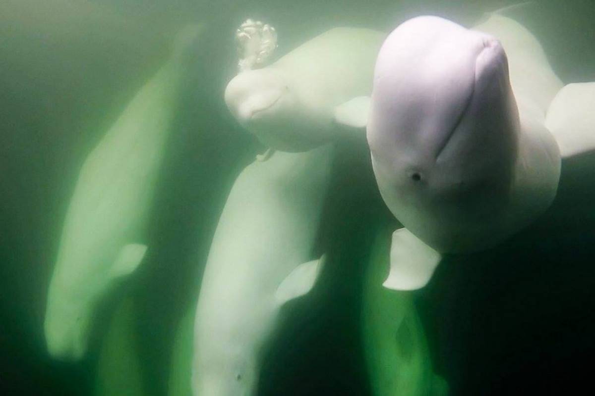 Underwater shot of beluga whales