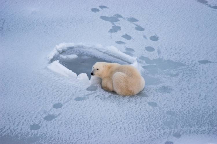 A polar bear waits by a seal hole