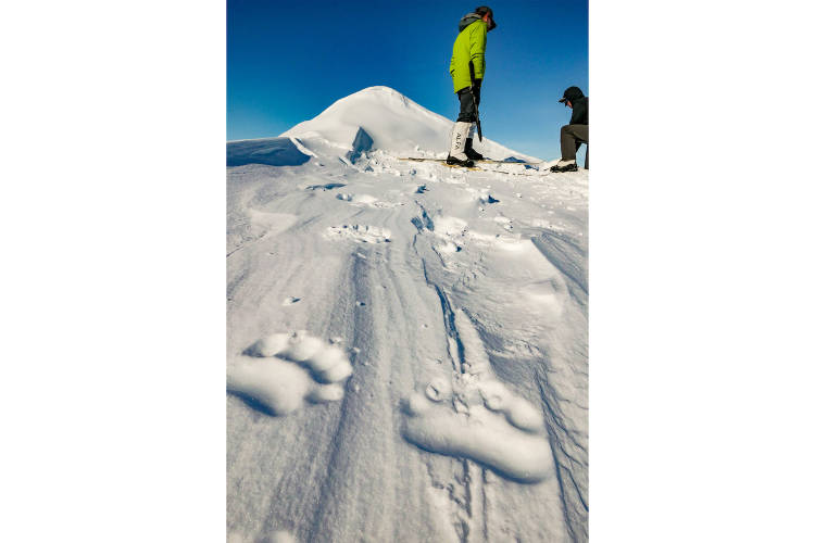 The team investigates an excavated maternal seal den with polar bear tracks leading into it