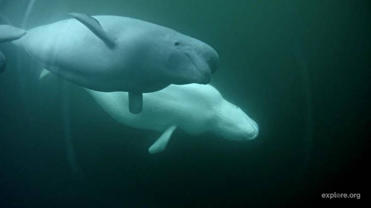 Belugas swimming underwater