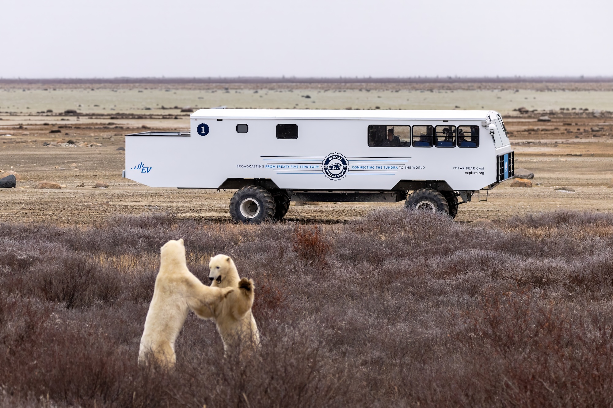 EV Tundra Buggy One with sparring polar bears