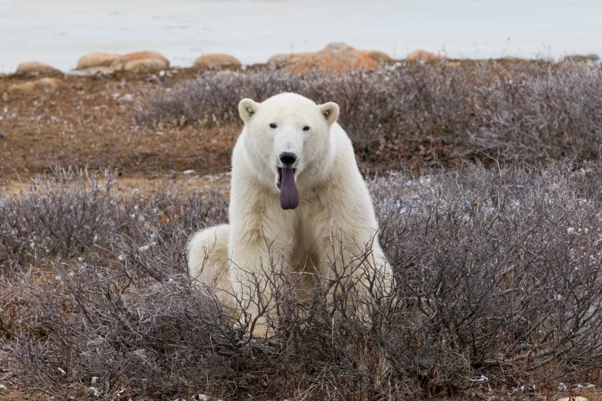 A polar bear yawns with it's tongue out