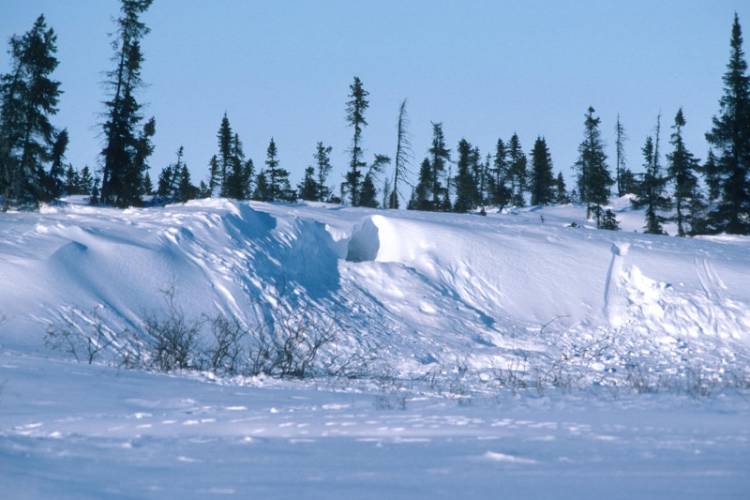 Polar bear den in the Arctic