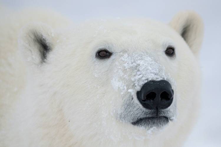 Close up of polar bears face