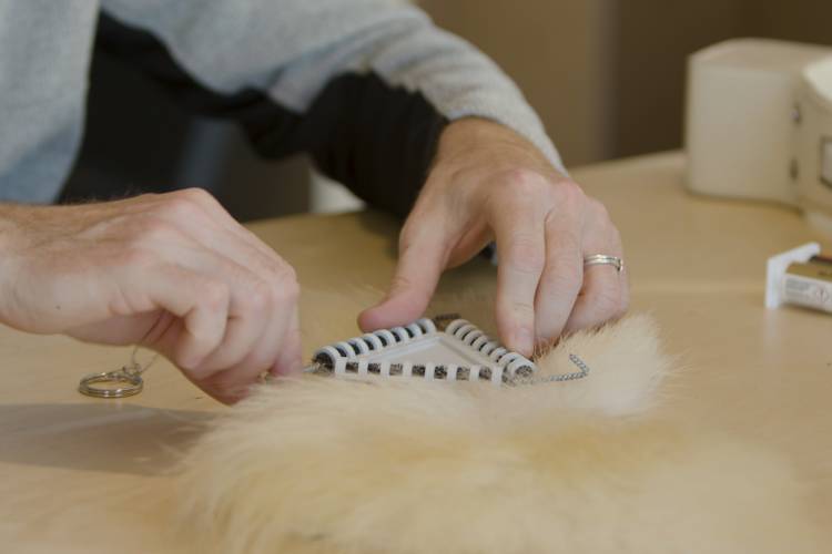 A burr on fur tracker is attached to a model piece of polar bear fur