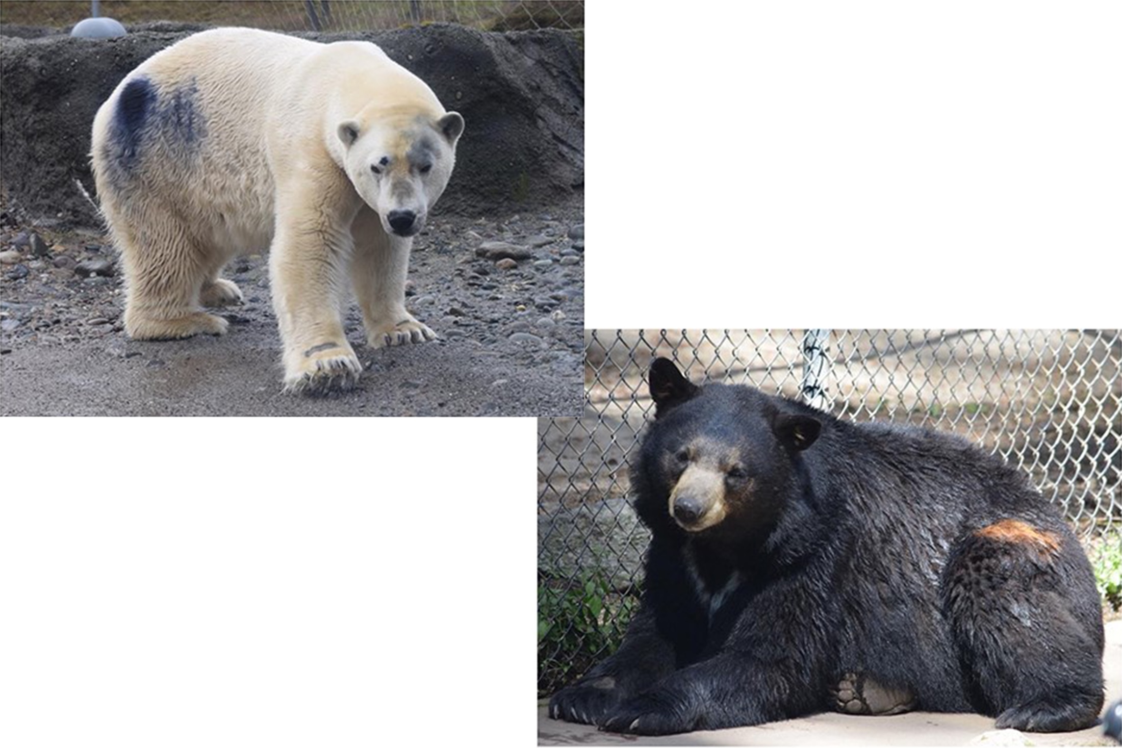 A polar bear and black bear that partook in a hair study