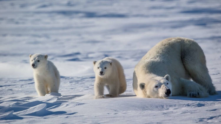 Polar bear mom and twin cubs