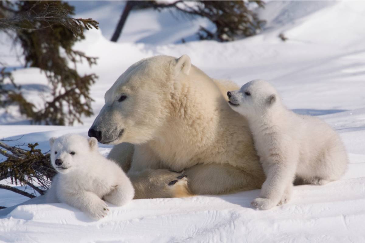 Mother bear and her two cubs cuddled up to one another