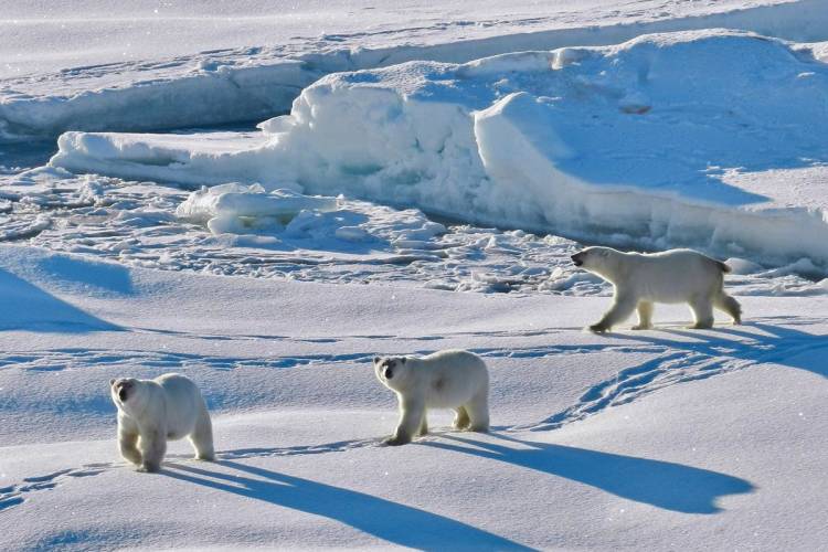A polar bear family walks across the snow