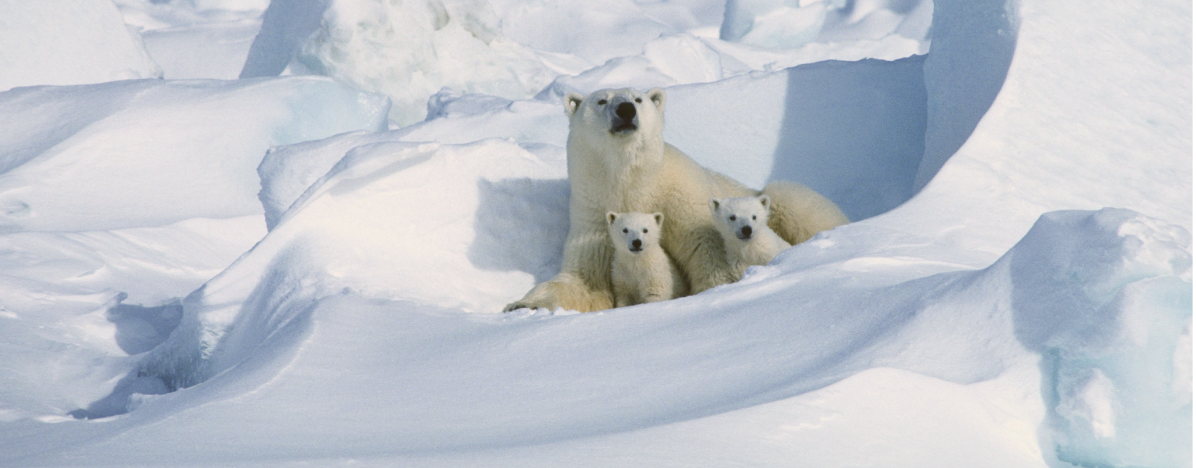 A mother bear and her two cubs peeking out of a snowdrift