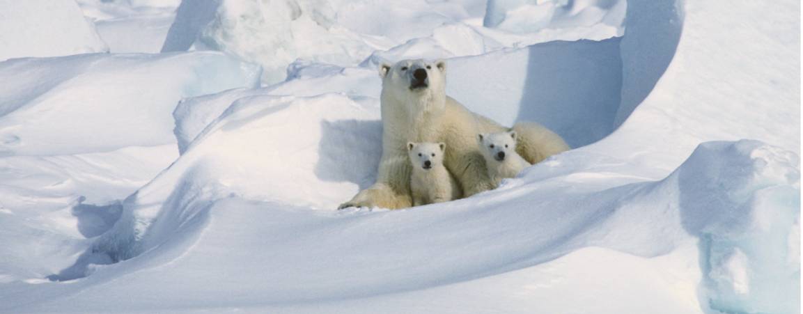 A mother bear and her two cubs peeking out of a snowdrift