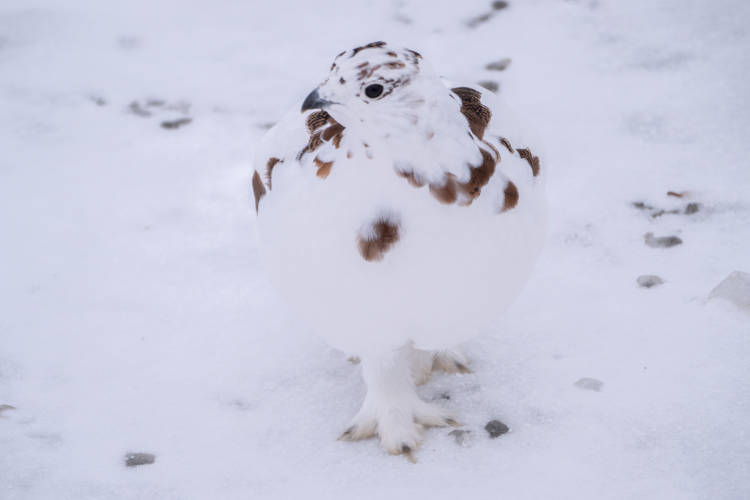 Willow ptarmigan on snow with mostly white feathers