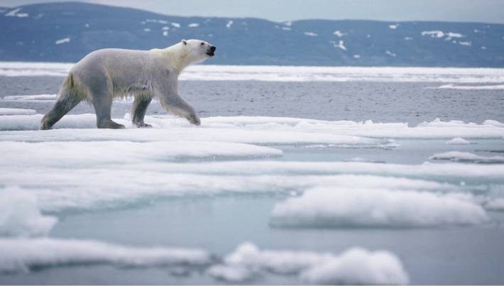 Polar bear walking across the ice image