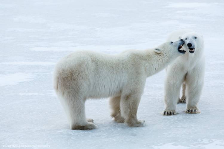 Two polar bears play fighting image