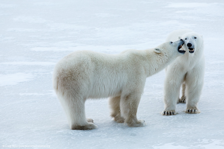 Two polar bears