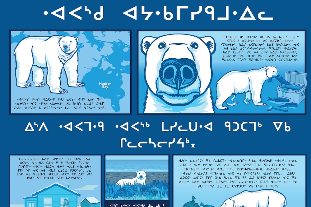 Preview of the polar bear safety poster in Cree