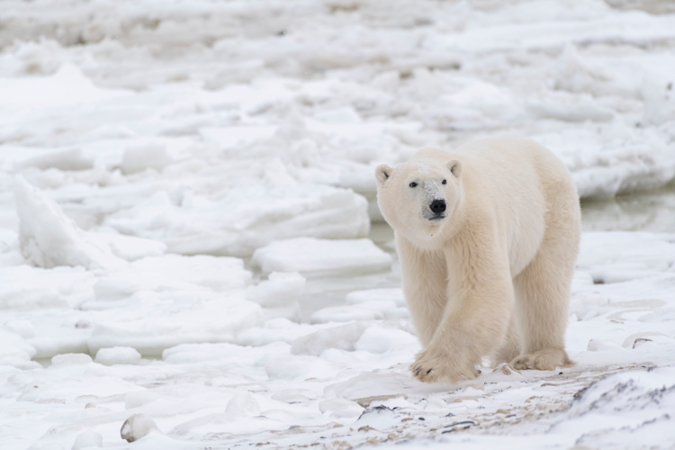 A polar bear walks along the coast of the Hudson Bay with ice chunks in the background