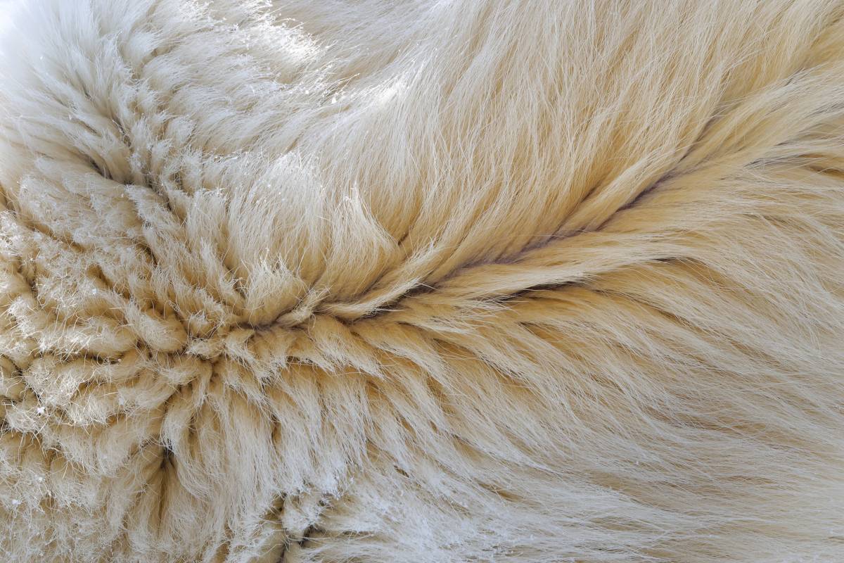Polar bear fur