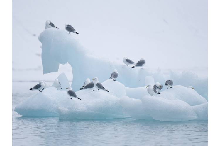 A flock of seagulls on an ice floe in Svalbard