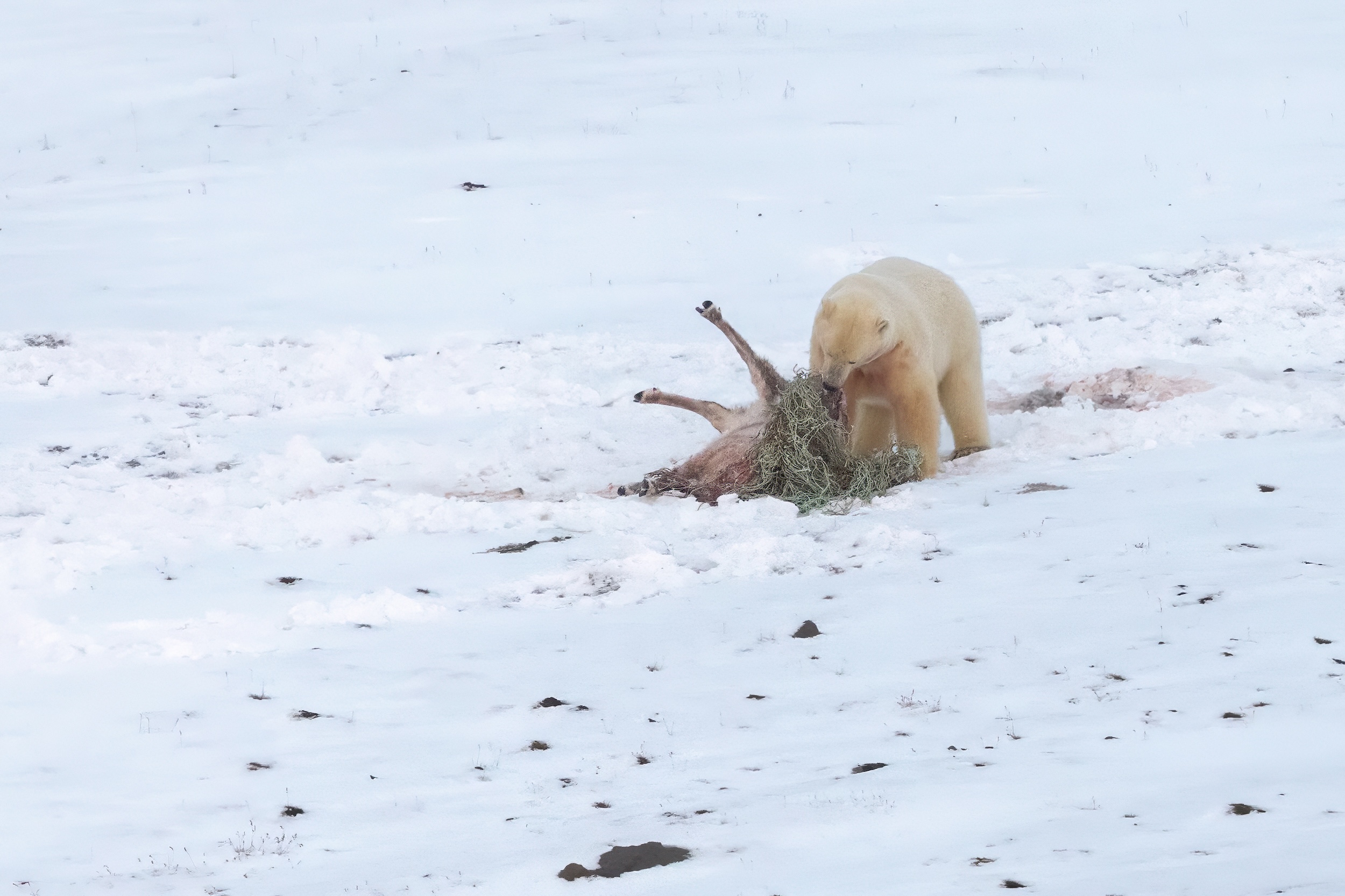 Polar bear eating a reindeer carcass stuck in a fishing net in Svalbard
