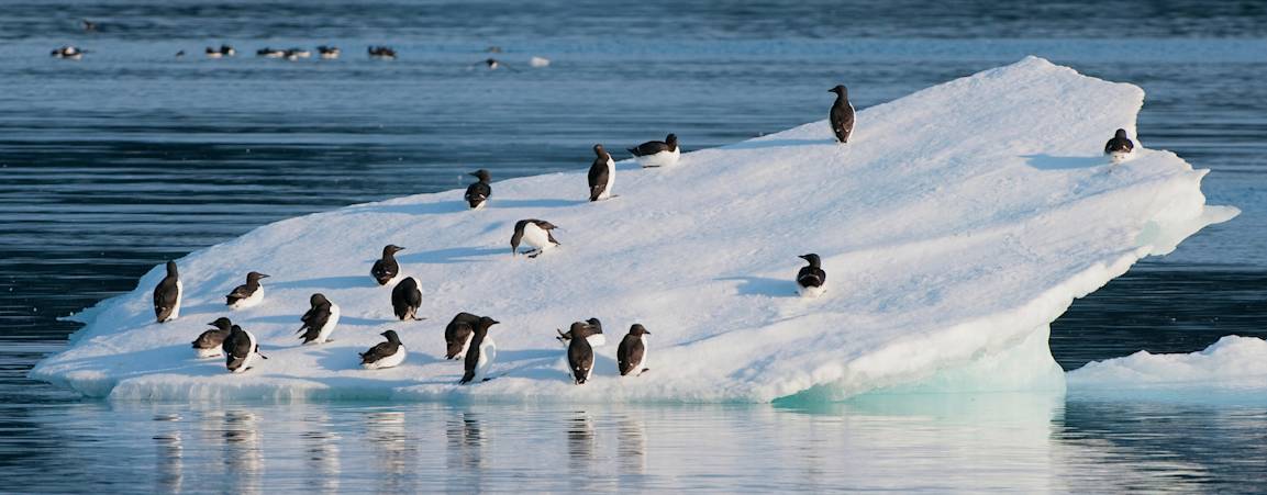 Guillemot on iceberg