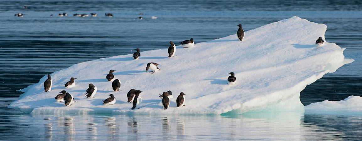 Guillemot on iceberg 