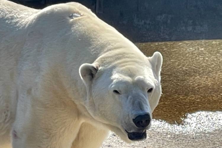 A polar bear in a zoo tests a Burr on Fur prototype