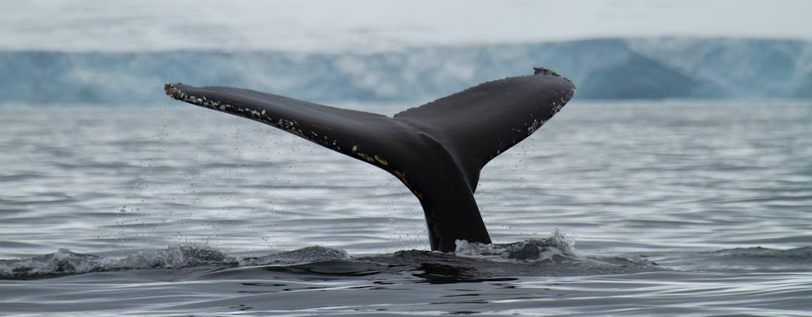 A humpback whale's tail sticks out of the water in front of a glacier