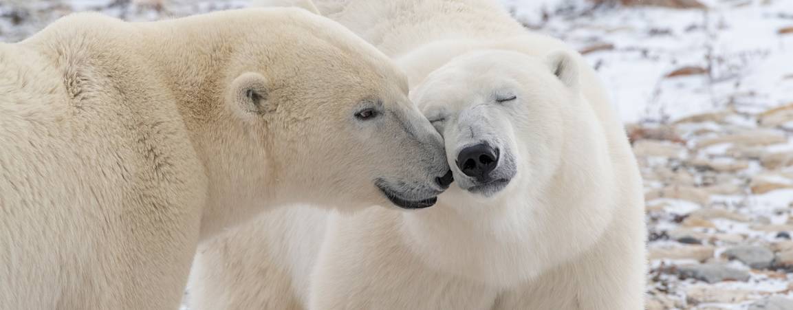 Close up of two polar bears touching noses