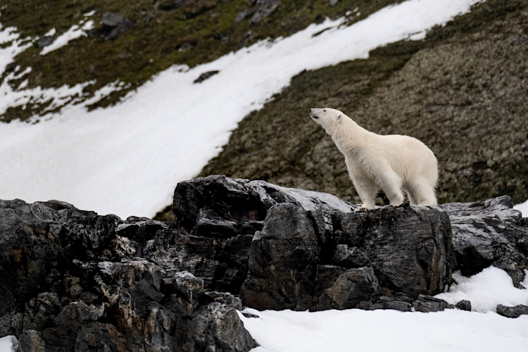 Polar bear on a rock cliff in Svalbard