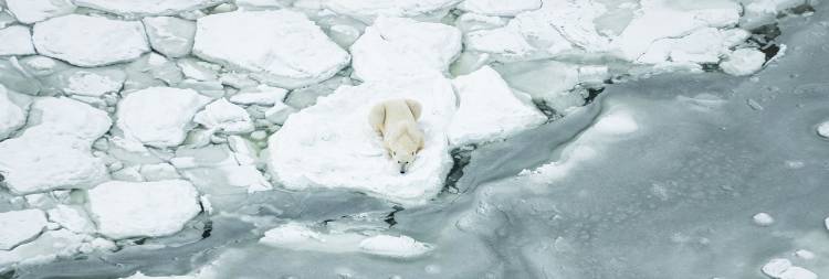 Ariel view of a polar bear laying on it's belly on the edge of the sea ice