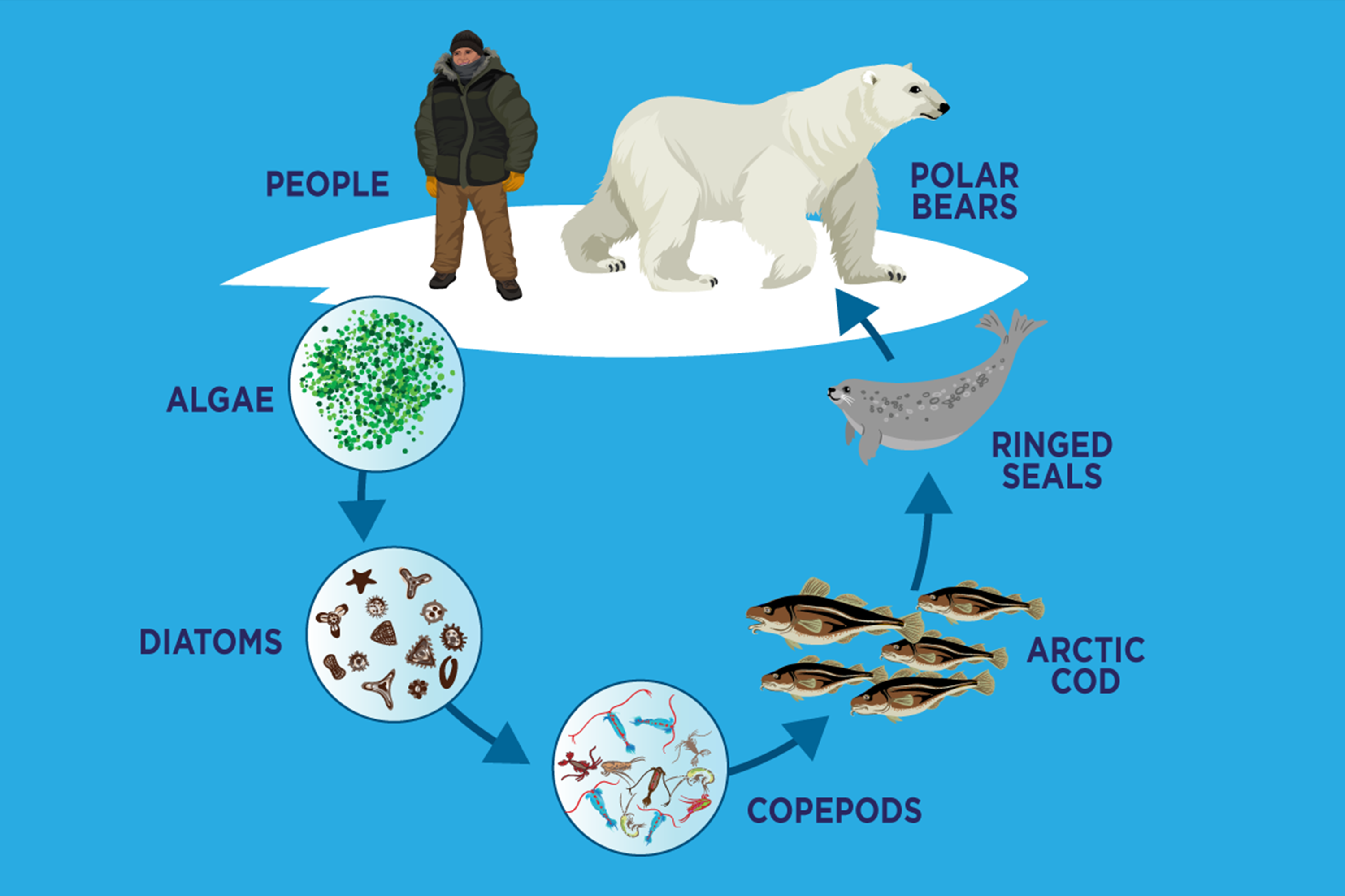 The Importance Of Sea Ice From Phytoplankton To Polar Bears Polar   Arctic Food Web 