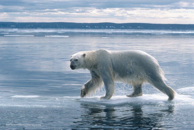 Polar Bears and Oceans Facts | Polar Bears International
