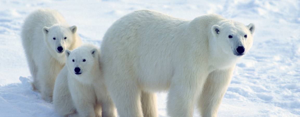 Mama polar bear walking through the snow with two cubs walking behind her
