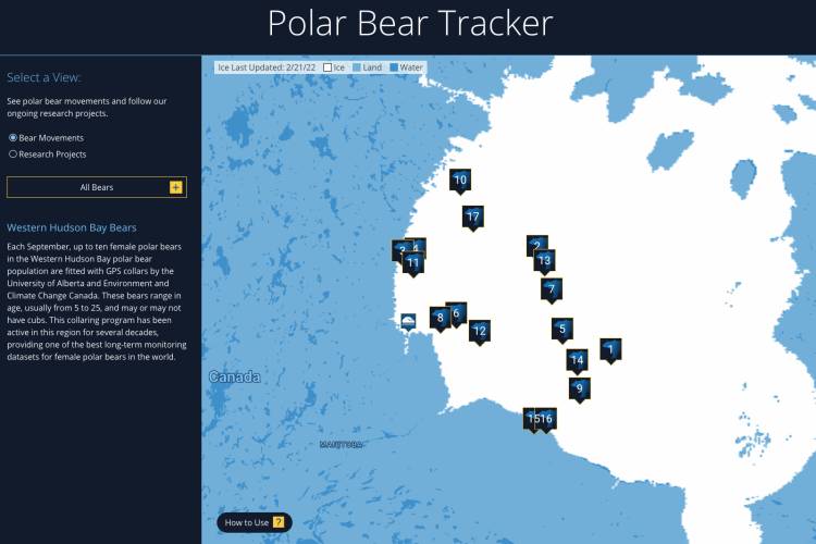 The polar bear tracker map as of May 25, 2022