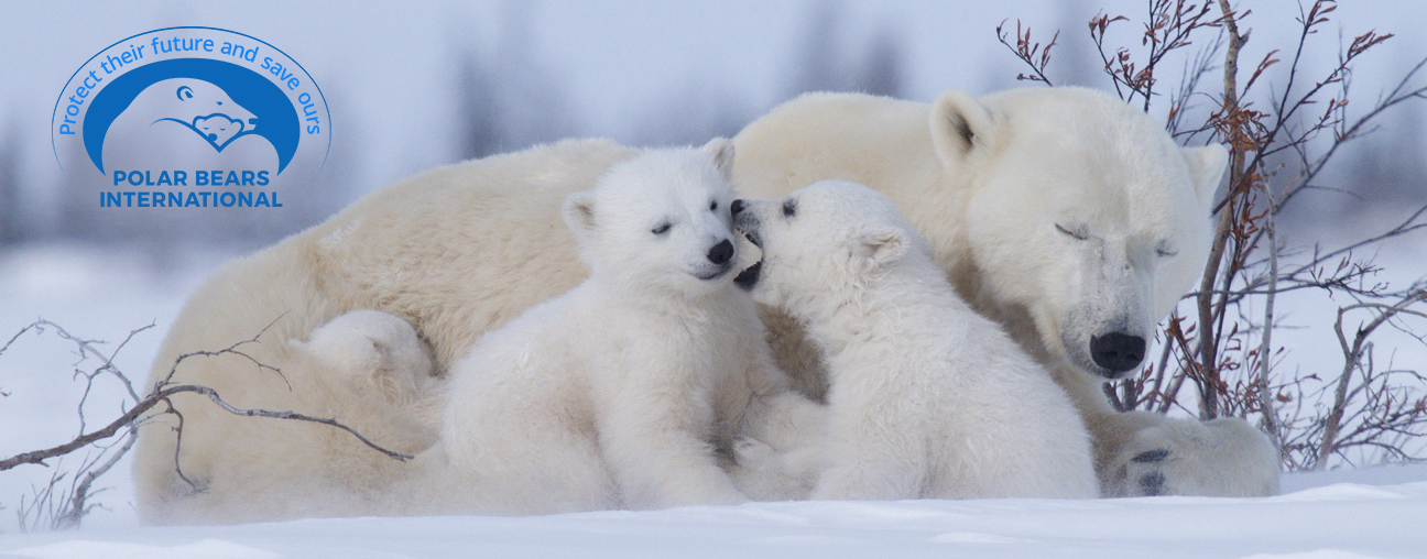 Donate | Polar Bears International