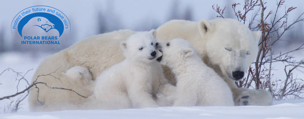 Donate  Polar Bears International