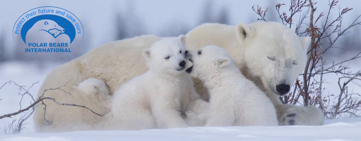 Mother bear and her cubs