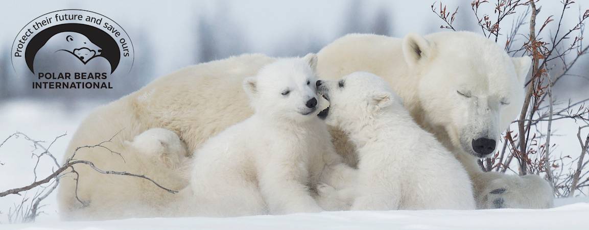 Mother bear and her cubs
