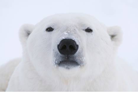 Polar bear looking straight at camera