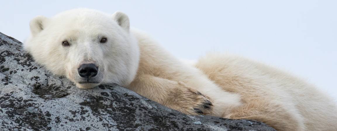 A polar bear lying on a rocky outcrop
