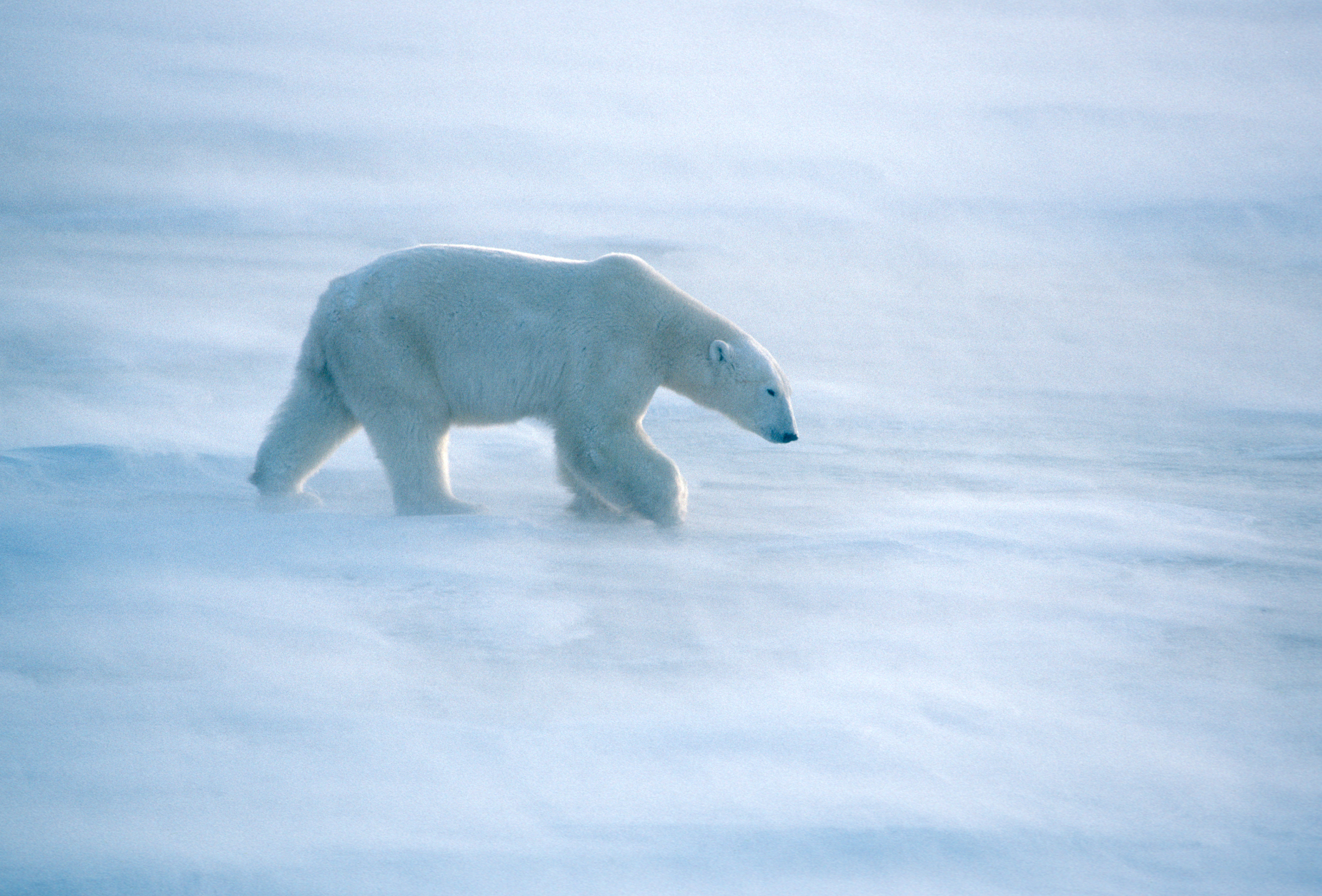 A lone polar bear walks through blowing snow