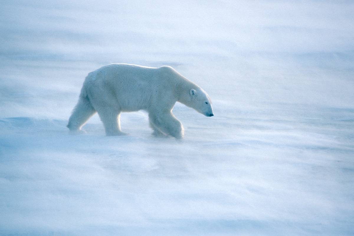 A lone polar bear walks through blowing snow