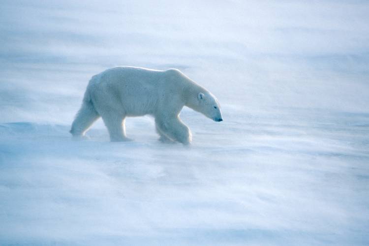 A lone polar bear strides through blowing snow.