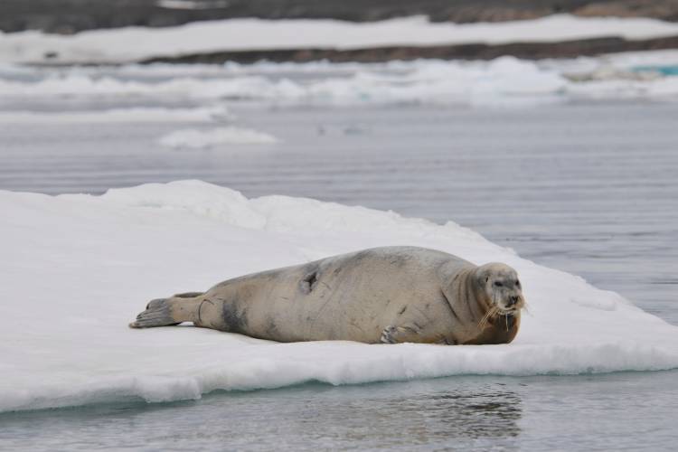 A large seal on a sea ice platform