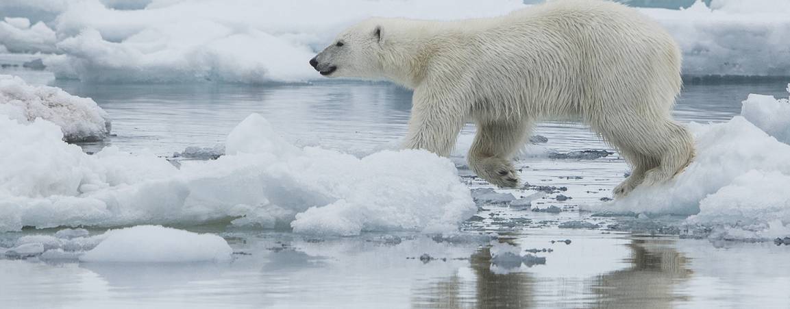 Mom and Twin Cubs On Sea Ice in Svalbard