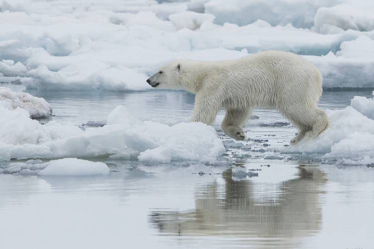 Polar Bear on Sea Ice